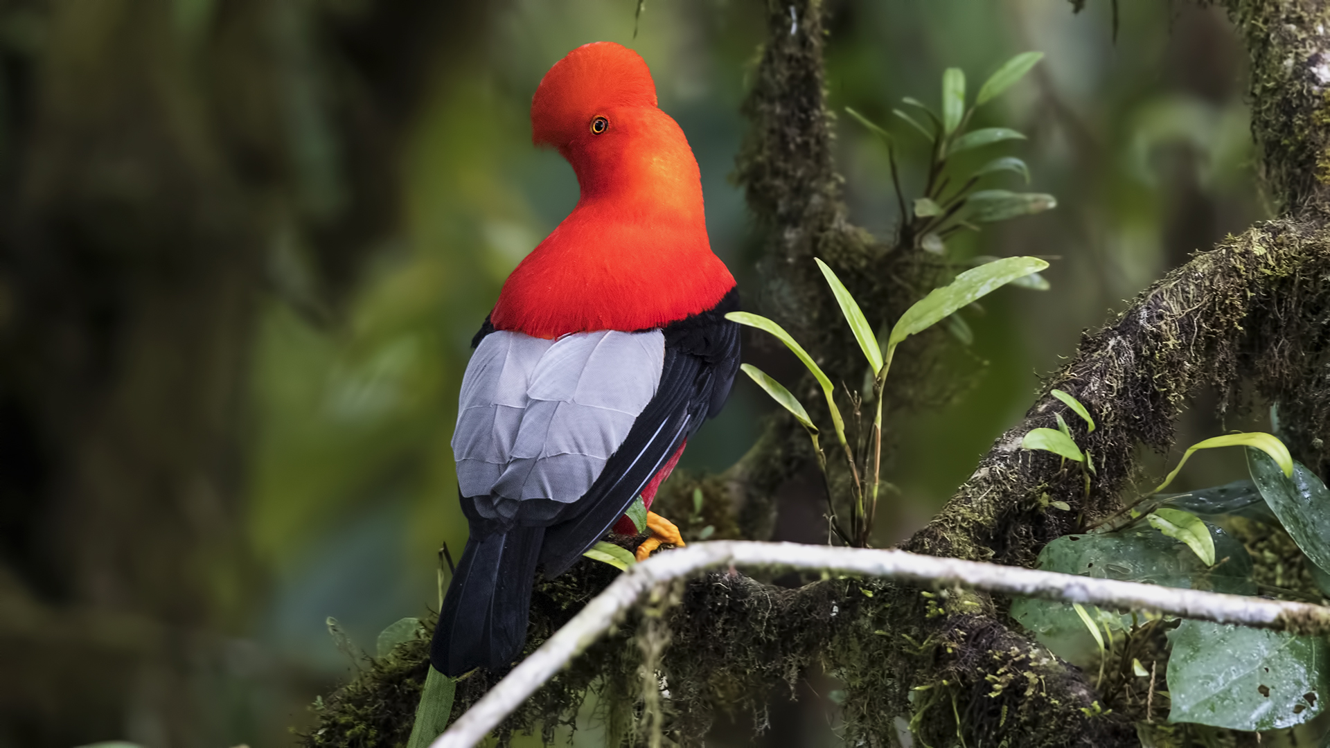 Andean Cock-of-the-rock